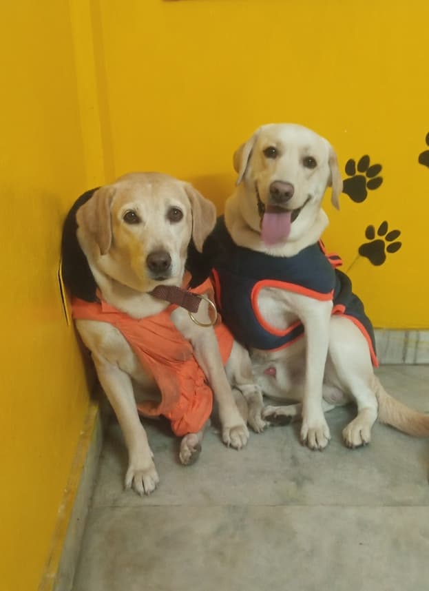 cage-free environment