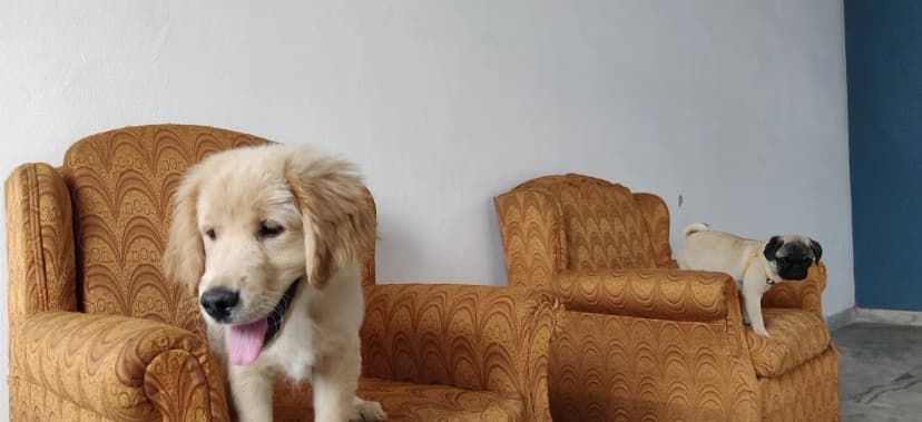 Golden retriever and pug on vintage chairs