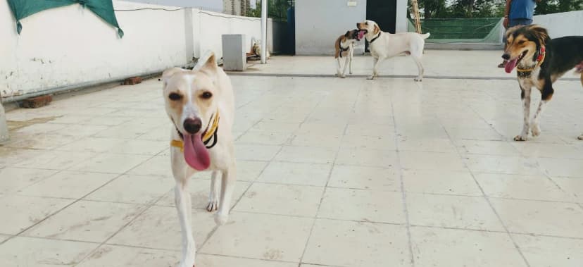 Border collie running