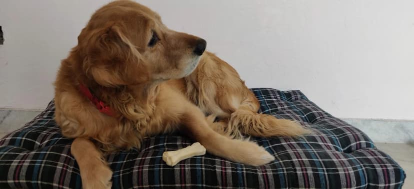 Golden retriever resting on plaid bed