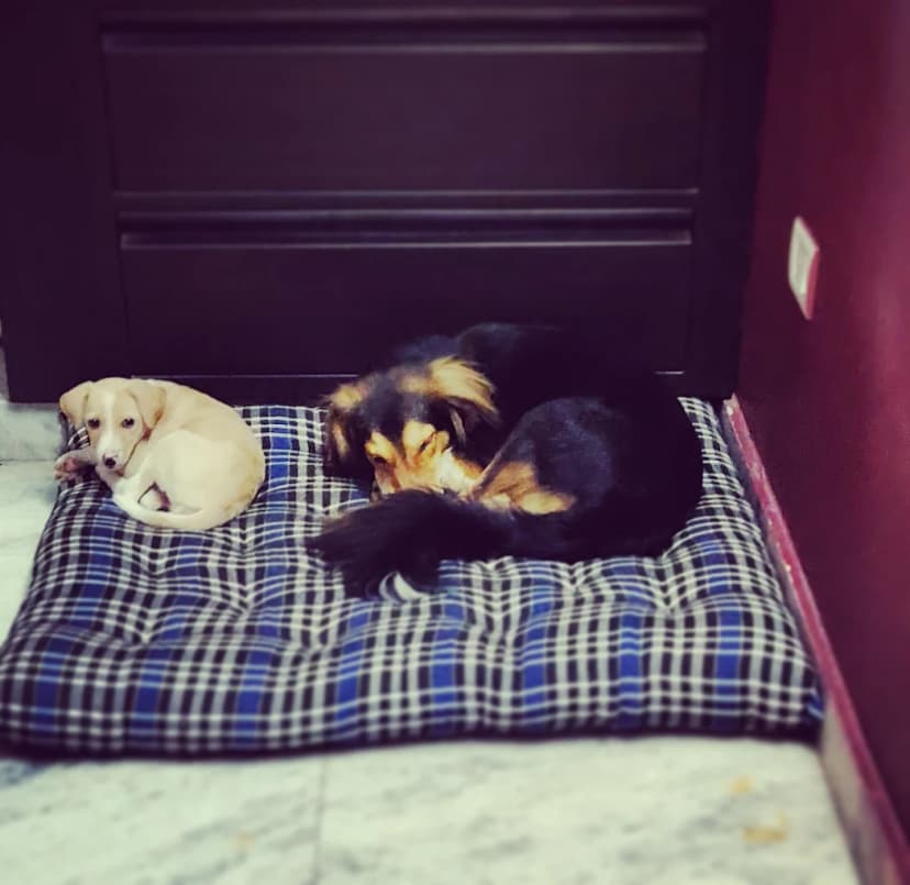 Puppies sleeping on plaid bedding