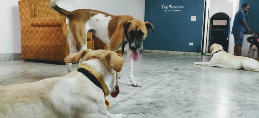 Golden retriever in field