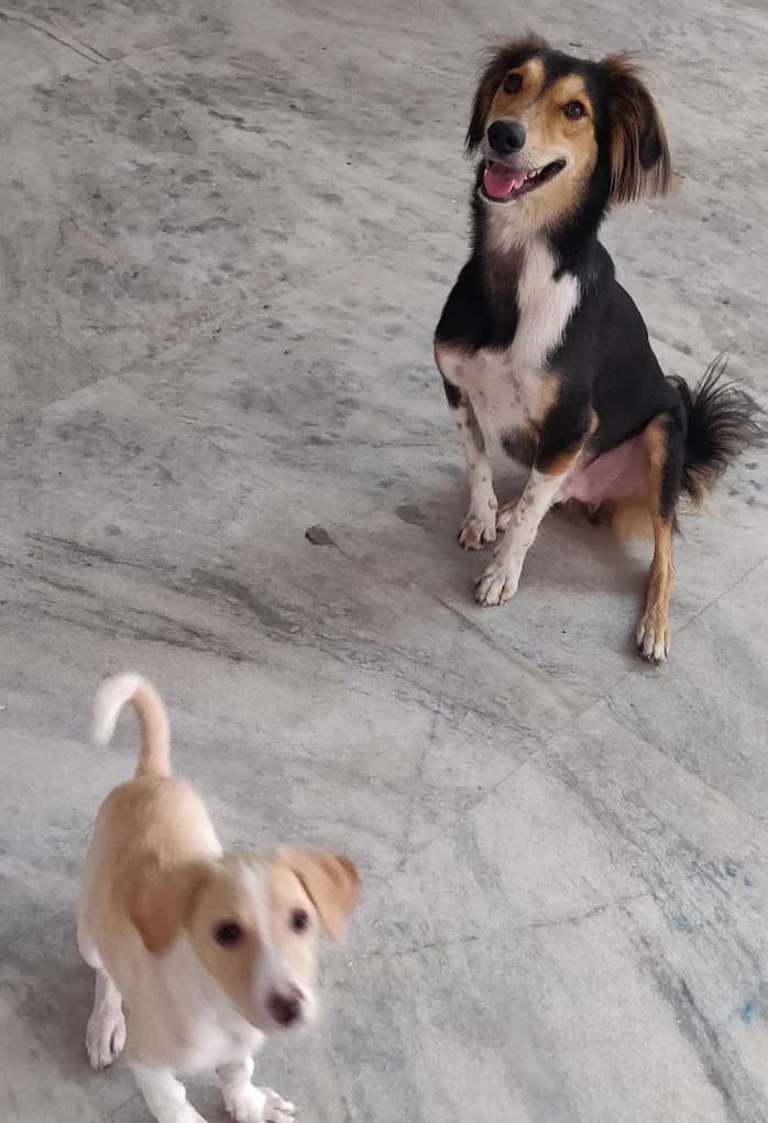 Husky with blue eyes