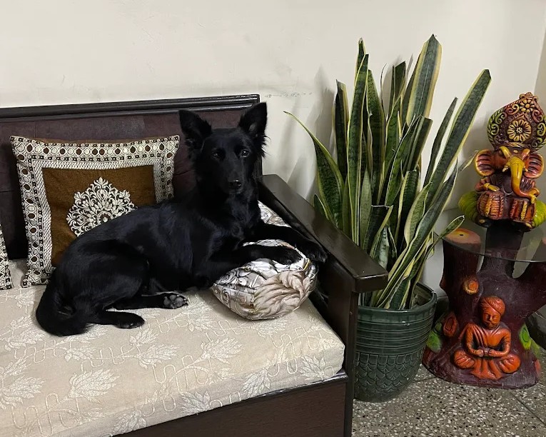 Comfortable Boarding Facilities image