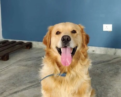 Professional Grooming Services image